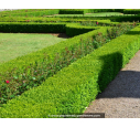 BUXUS sempervirens