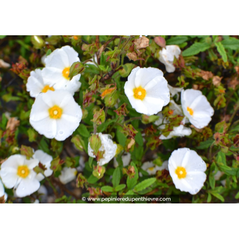 CISTUS florentinus