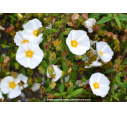 CISTUS florentinus CISTUS florentinus