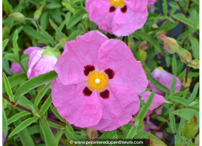 CISTUS x purpureus CISTUS x purpureus