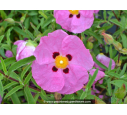 CISTUS x purpureus CISTUS x purpureus