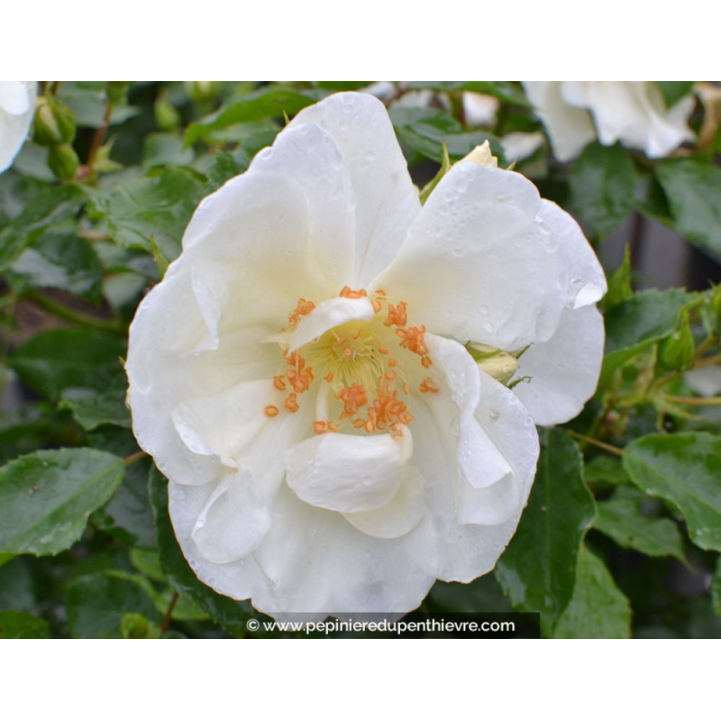 DECOROSIERS® 'Opalia'