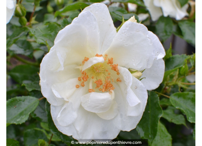 DECOROSIERS® 'Opalia'