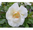 DECOROSIERS® 'Opalia' DECOROSIERS® 'Opalia'
