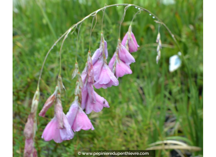 DIERAMA pendula DIERAMA pendula