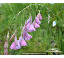 DIERAMA pendula DIERAMA pendula