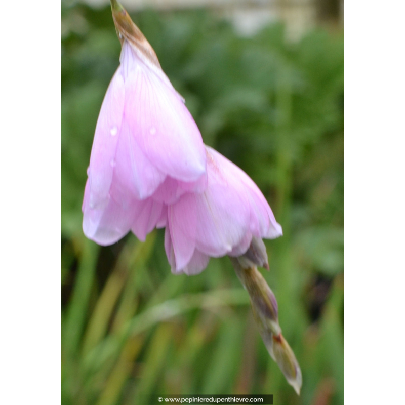 DIERAMA pendula