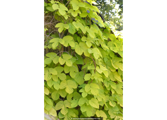 HUMULUS lupulus 'Aureus' HUMULUS lupulus 'Aureus'