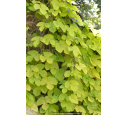HUMULUS lupulus 'Aureus' HUMULUS lupulus 'Aureus'