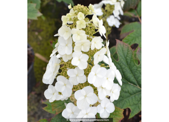 HYDRANGEA quercifolia 'Snowqueen'