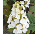 HYDRANGEA quercifolia 'Snowqueen'