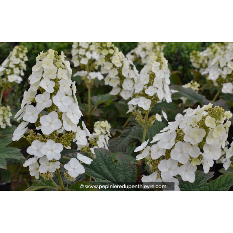 HYDRANGEA quercifolia 'Snowqueen'