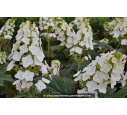 HYDRANGEA quercifolia 'Snowqueen'