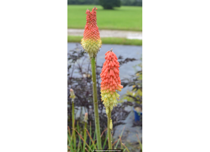 KNIPHOFIA KNIPHOFIA