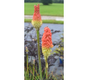 KNIPHOFIA KNIPHOFIA