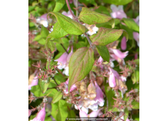 KOLKWITZIA amabilis 'Pink Cloud'