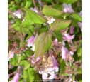 KOLKWITZIA amabilis 'Pink Cloud'