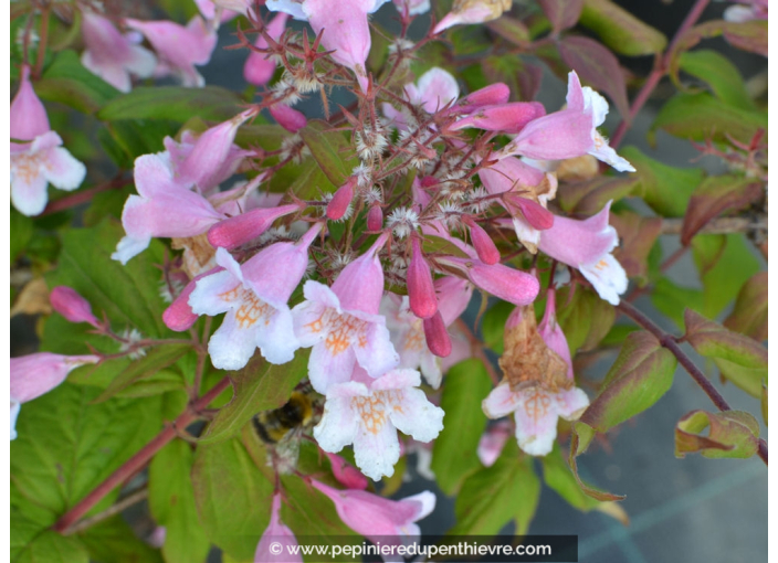 KOLKWITZIA amabilis 'Pink Cloud'