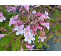 KOLKWITZIA amabilis 'Pink Cloud'