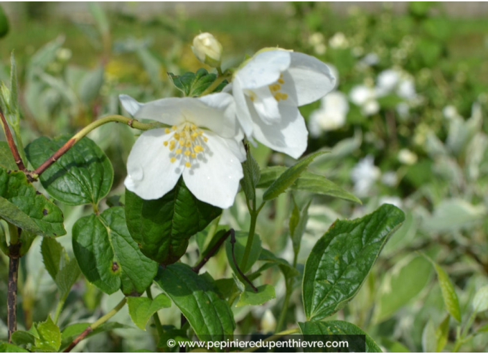 PHILADELPHUS coronarius