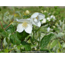 PHILADELPHUS coronarius