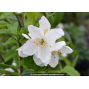 PHILADELPHUS coronarius