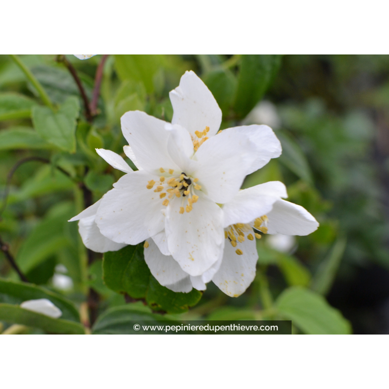PHILADELPHUS coronarius