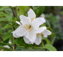 PHILADELPHUS coronarius