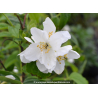 PHILADELPHUS coronarius