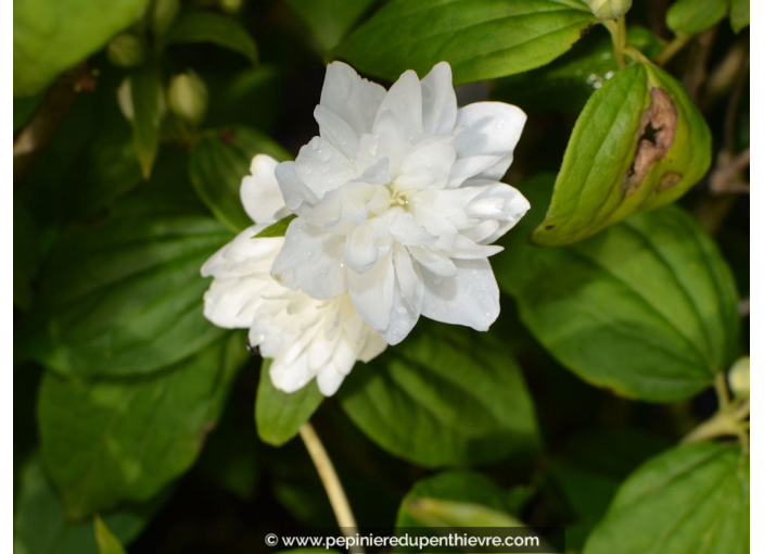 PHILADELPHUS 'Virginal'