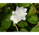 PHILADELPHUS 'Virginal'