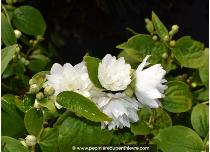 PHILADELPHUS 'Virginal'