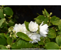 PHILADELPHUS 'Virginal'