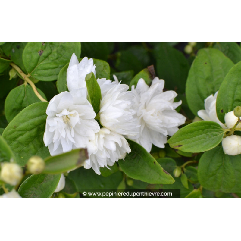 PHILADELPHUS 'Virginal'