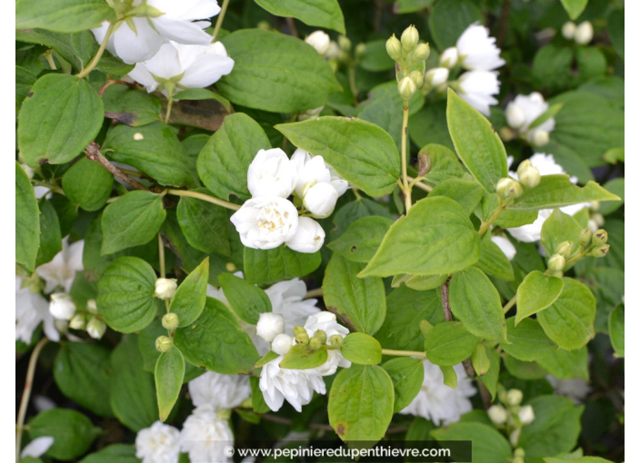 PHILADELPHUS 'Virginal'