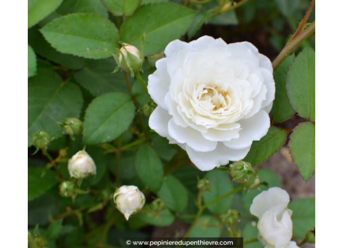 ROSIER paysager 'Little White Pet' ROSIER paysager 'Little White Pet'