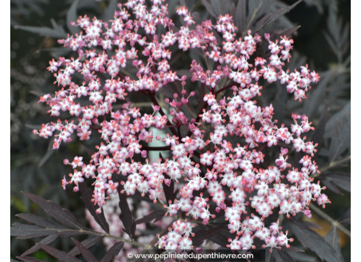 SAMBUCUS nigra 'Black Lace' SAMBUCUS nigra 'Black Lace'