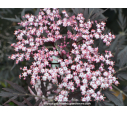 SAMBUCUS nigra 'Black Lace' SAMBUCUS nigra 'Black Lace'