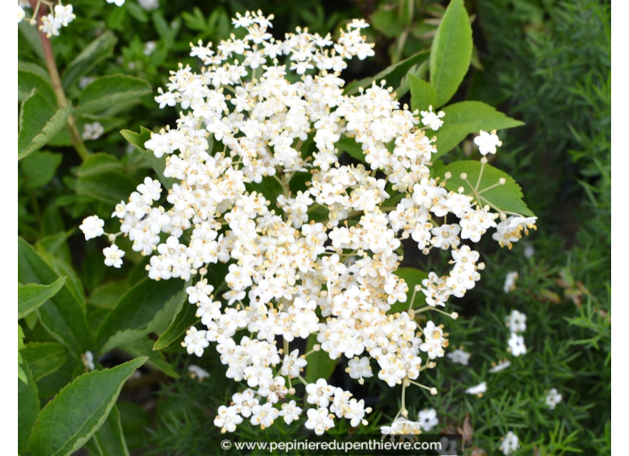 SAMBUCUS nigra SAMBUCUS nigra