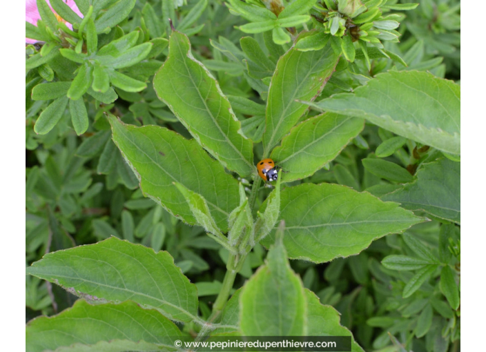 SAMBUCUS nigra SAMBUCUS nigra