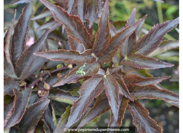 SAMBUCUS nigra 'Black Tower' SAMBUCUS nigra 'Black Tower'