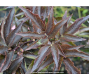 SAMBUCUS nigra 'Black Tower' SAMBUCUS nigra 'Black Tower'