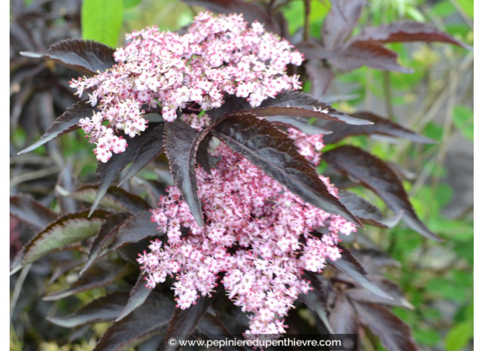 SAMBUCUS nigra 'Black Tower' SAMBUCUS nigra 'Black Tower'