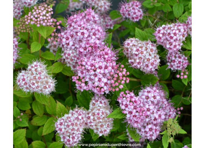 SPIRAEA japonica 'Little Princess'