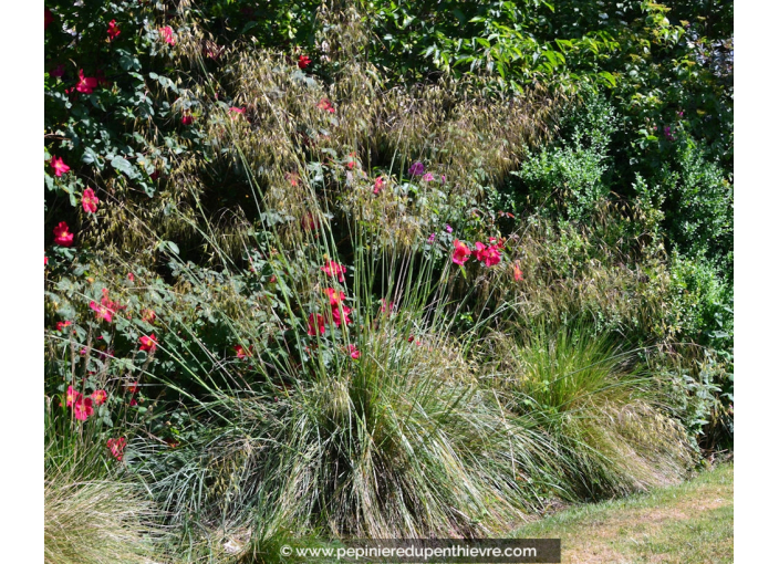 STIPA gigantea