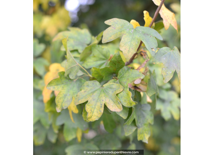 ACER campestre ACER campestre