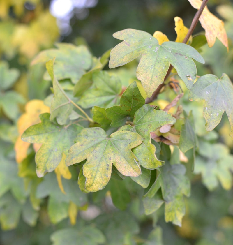 Acer campestre  Érable champêtre - Van den Berk Pépinières