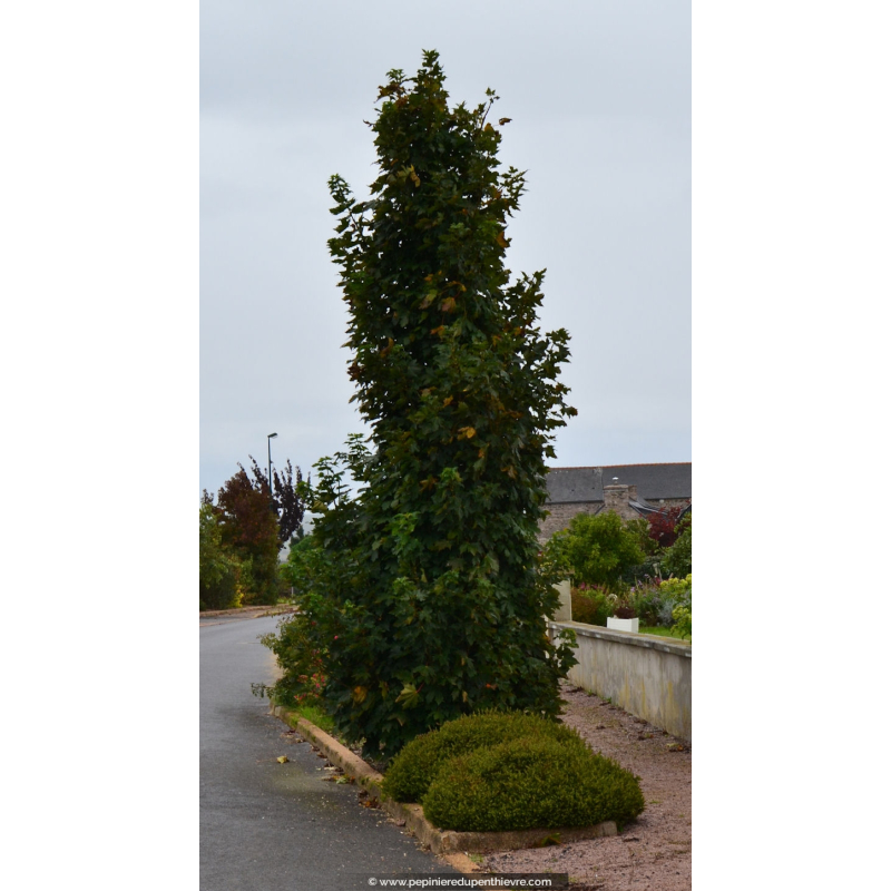 ACER platanoides 'Columnare'