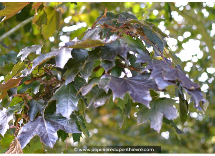 ACER platanoides 'Crimson King' ACER platanoides 'Crimson King'