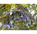 ACER platanoides 'Crimson King' ACER platanoides 'Crimson King'
